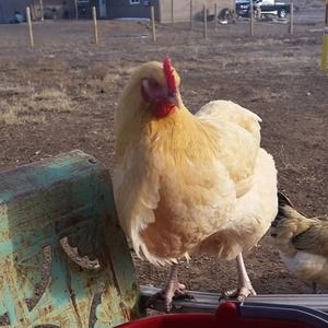 Meet your Posher, Paula-Anne